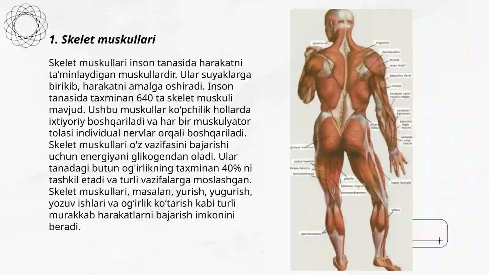 Muskullar tuzilishi va topografiyasi 3