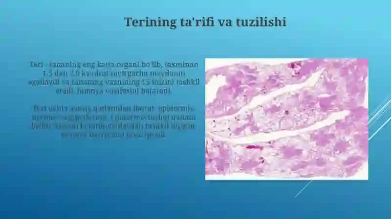 Teri gistologiyasi 3