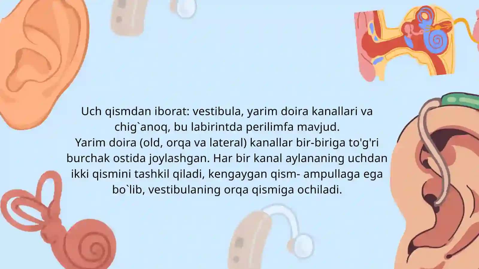 Ichki quloq 3