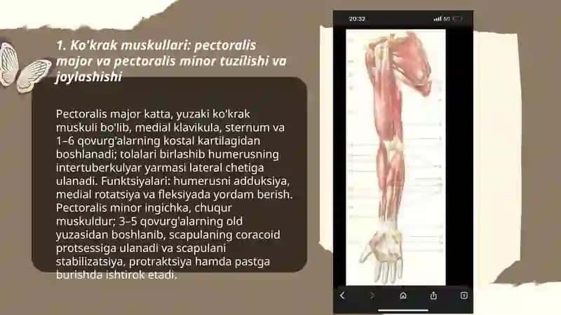 Ko’krak qorin muskullari tuzulishi Qo’l muskullaring tuzulishi Oyoq muskullaring tuzulishi 3