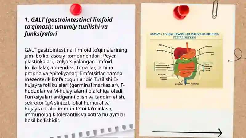 Hazm nayining limfoid tuzilmalari 3