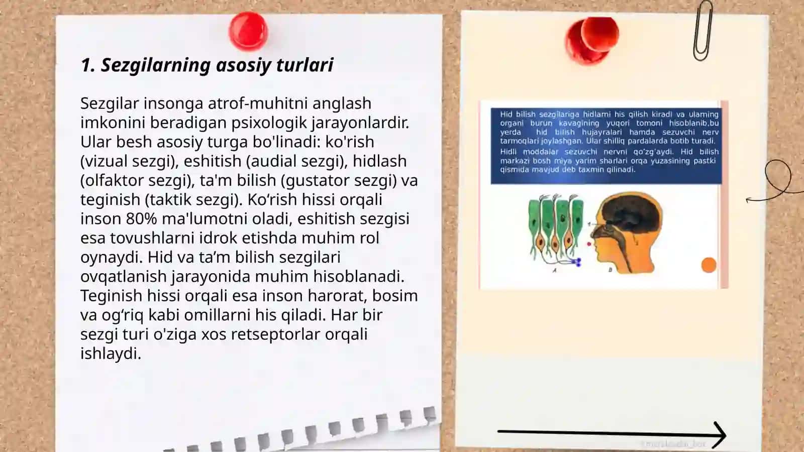 Sezgilarning tasnifi, sezgilarning turlari, sezgi sohasidagi qonuniyatlar 3