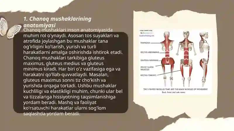 Chanoq muskullari haqida malumot 3