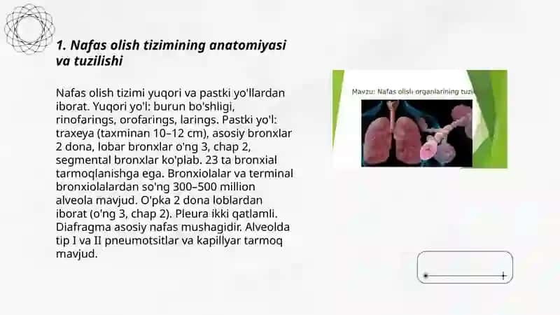 Nafas olish fiziologiyasi 3