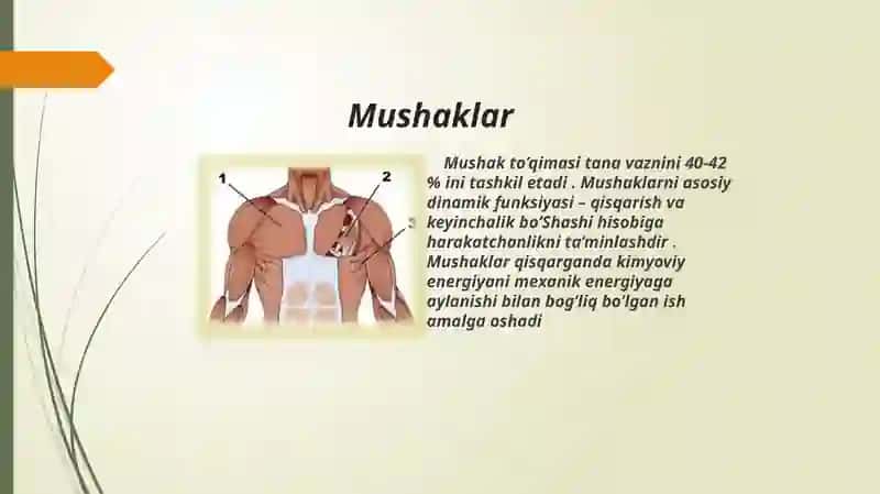 Mushaklar ishining biomexanikasi 3