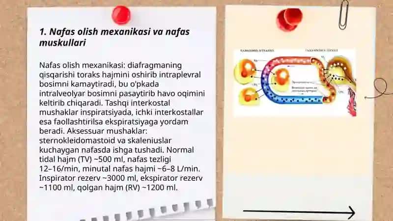 Nafas fiziologiyasi. Qonda gazlar tashilishi 3