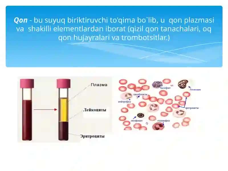 Qon fiziologiyasi (eritrositlar va qon pigmentlari) 3