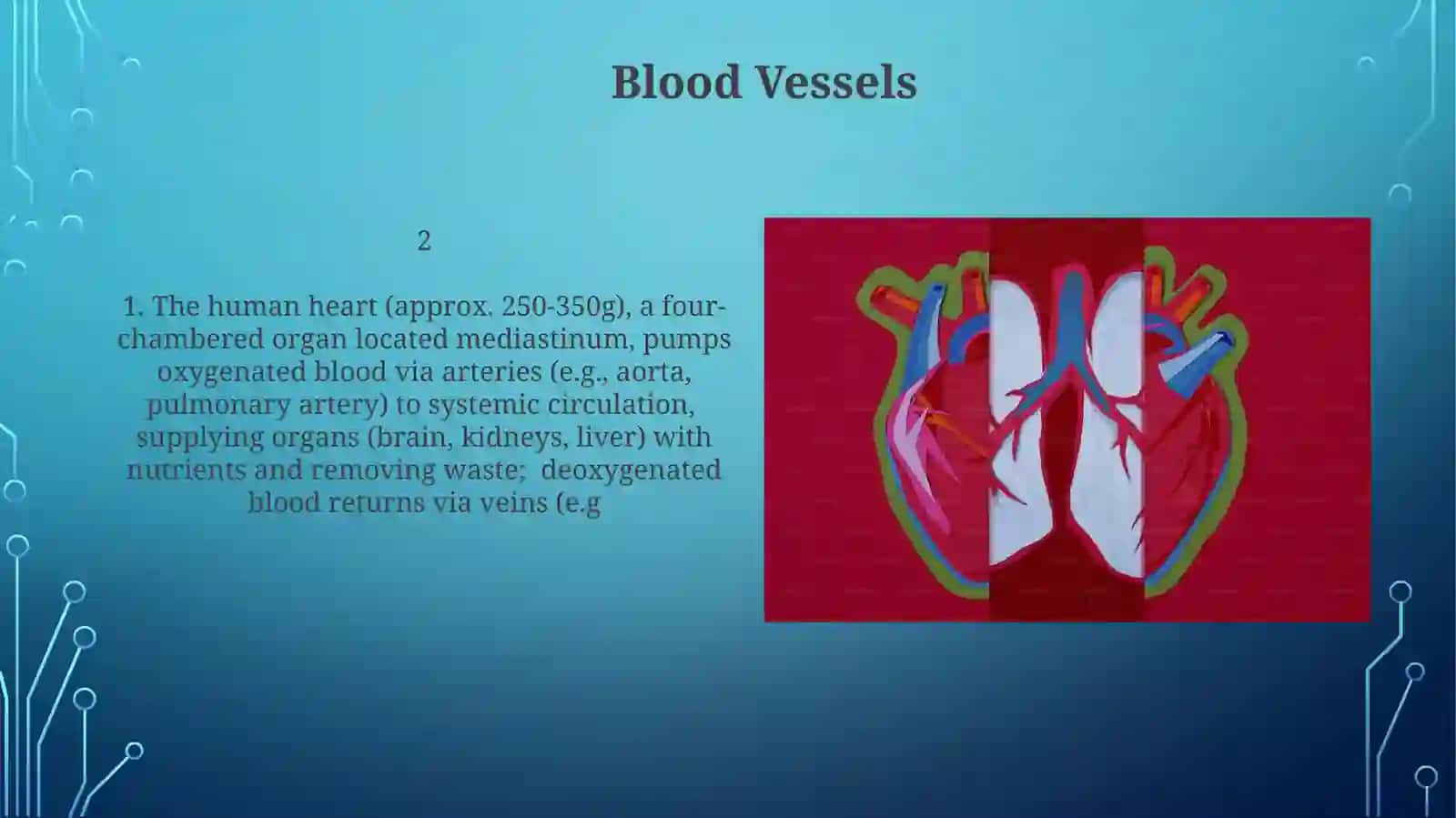 Heart and Vascular System 3