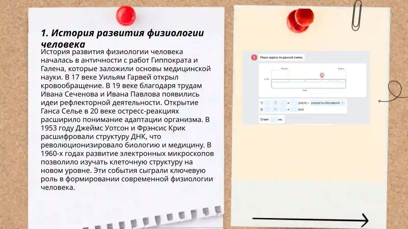 Физиология человека 3