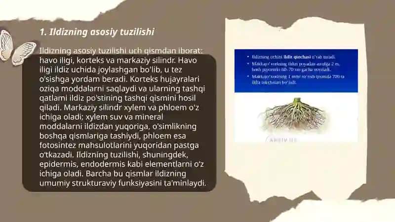 Ildizning tuzilishi, kelib chiqishi va vazifasi 3
