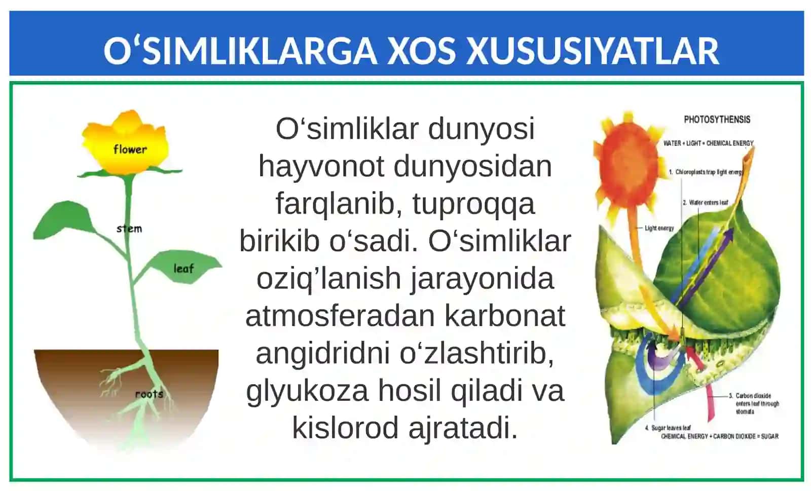 O'simlik dunyosining ekotizimdagi ahamiyatiTDPU Nizomova Sitora ibrohim qizi 3