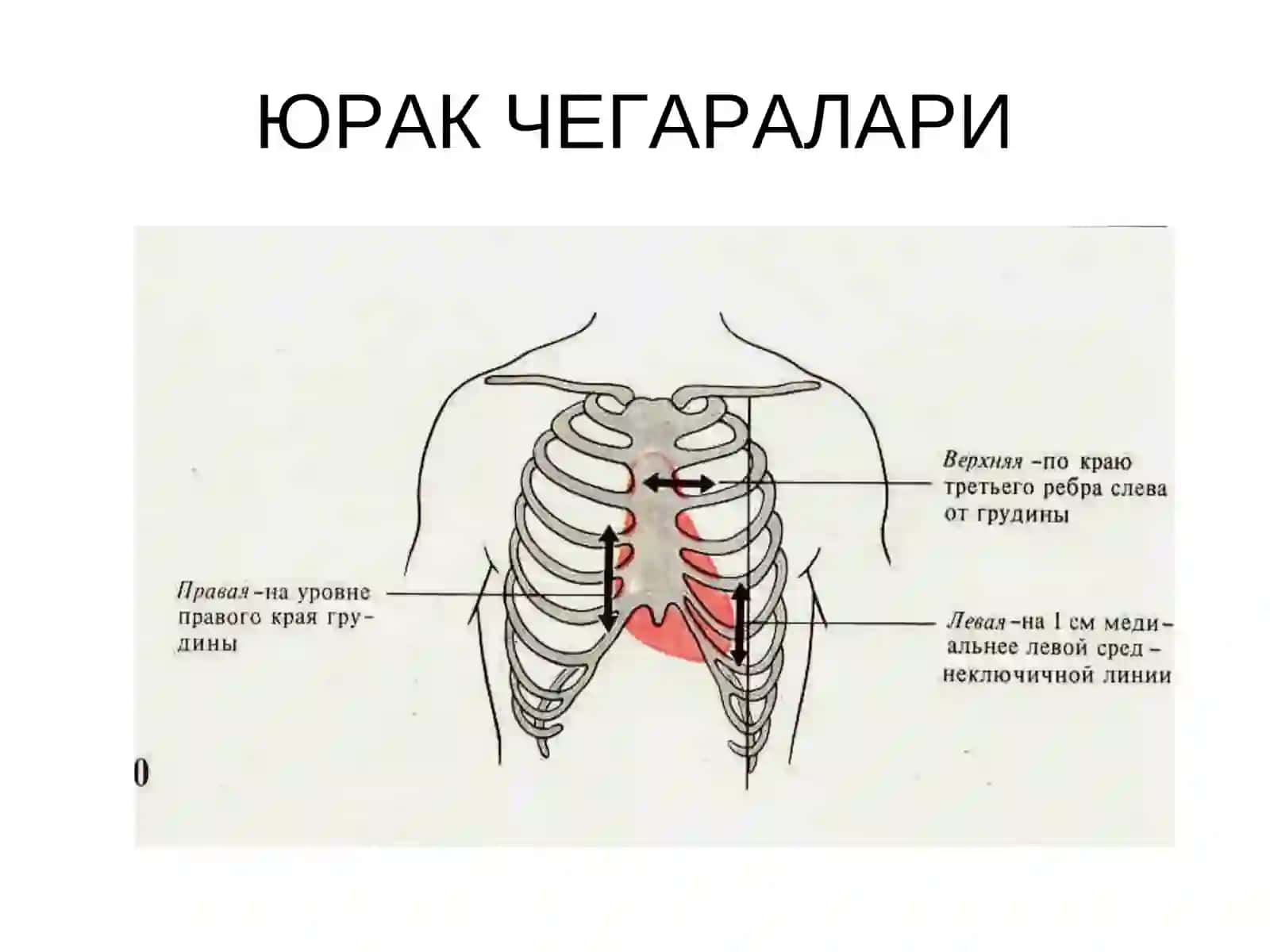 Юракнинг гемодинамик функцияси 3