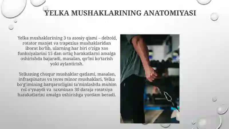 Yelka kamari mushaklari va fastsiyalari 3