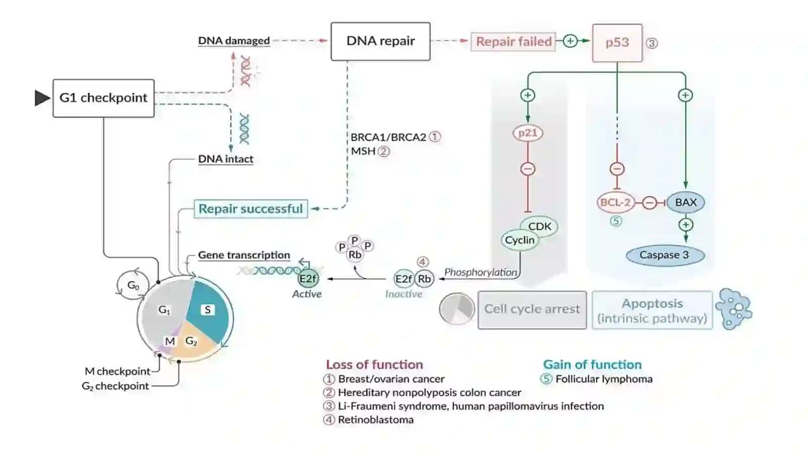 PATOLOGIYA NEOplaziya 1-qism 3