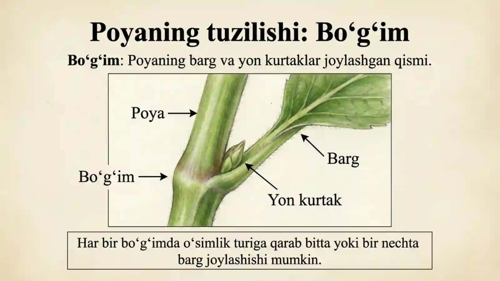 Novda va uning tuzilishi 3
