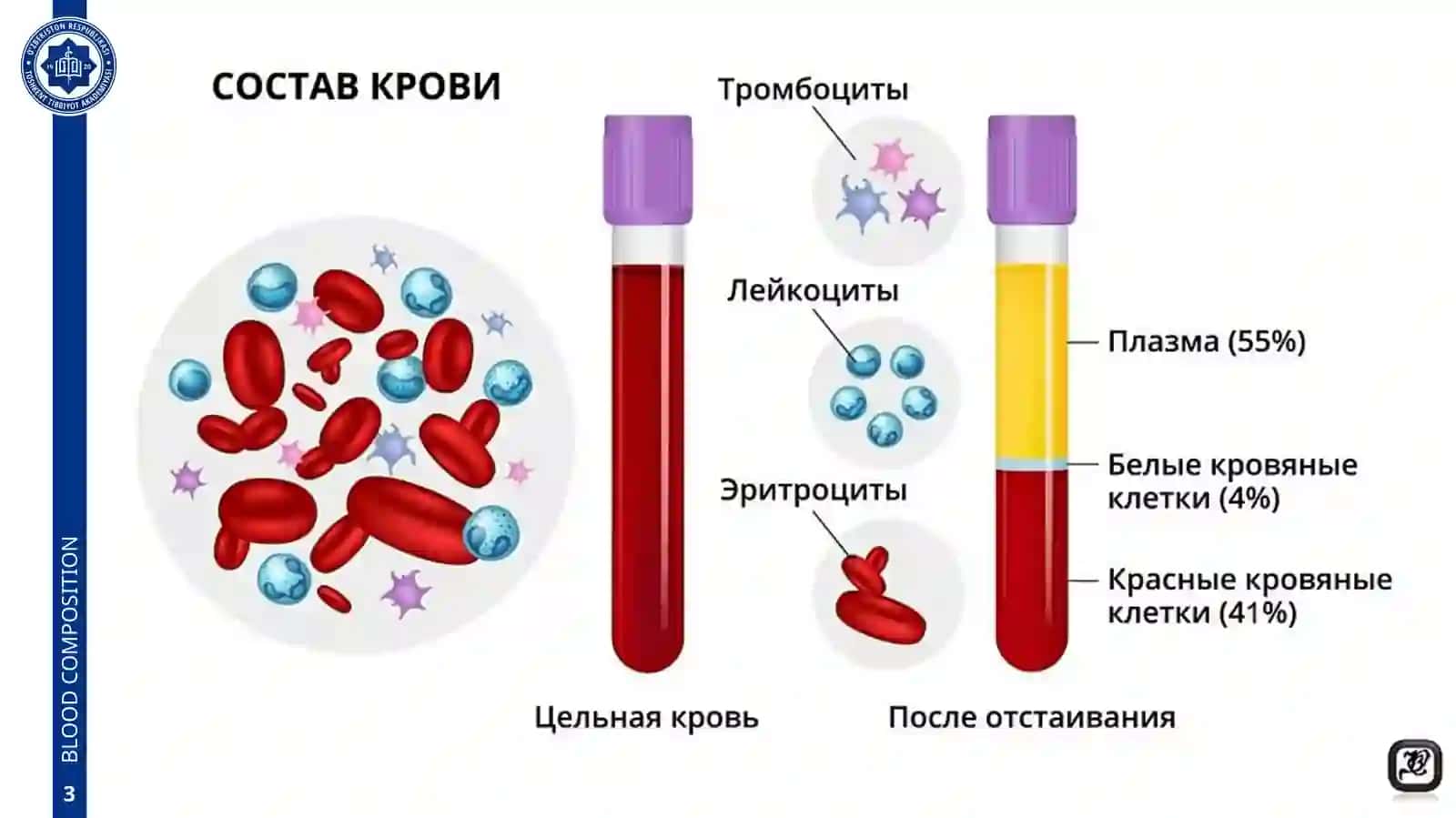 ТКАНИ ВНУТРЕННЕЙ СРЕДЫ.КРОВЬ.КРОВЕТВОРЕНИЕ 3