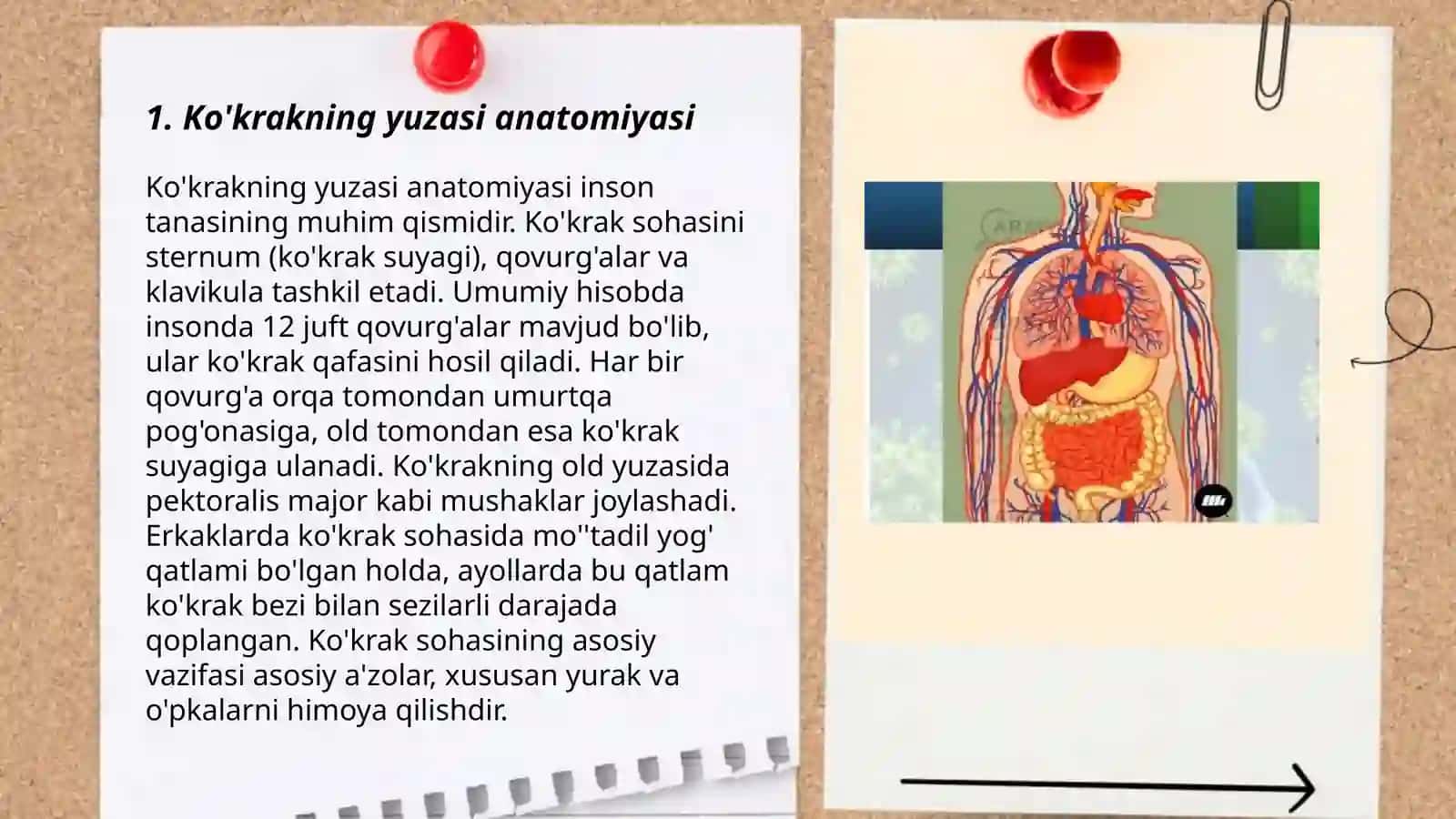 Ko'krakning yuza mushaklari joylashishi va vazifalari 3