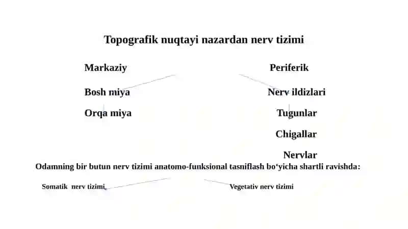 Orqa miya tuzilishi va funktsiyasi 3
