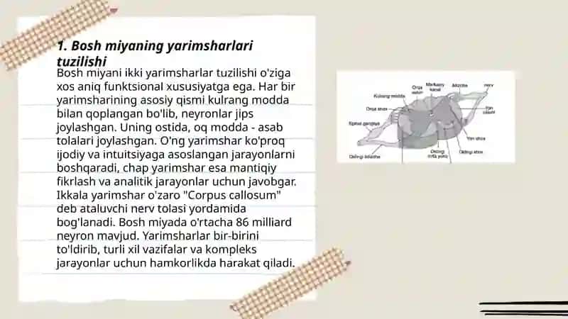 Bosh miya stvol yarimshar qismi. Orqa miya va uning segmentlari. 3