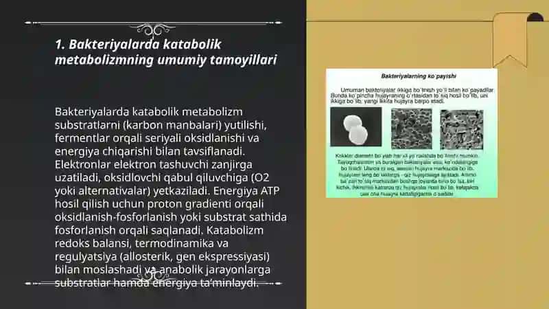 Bakteriyalarning fiziologiyasi 3