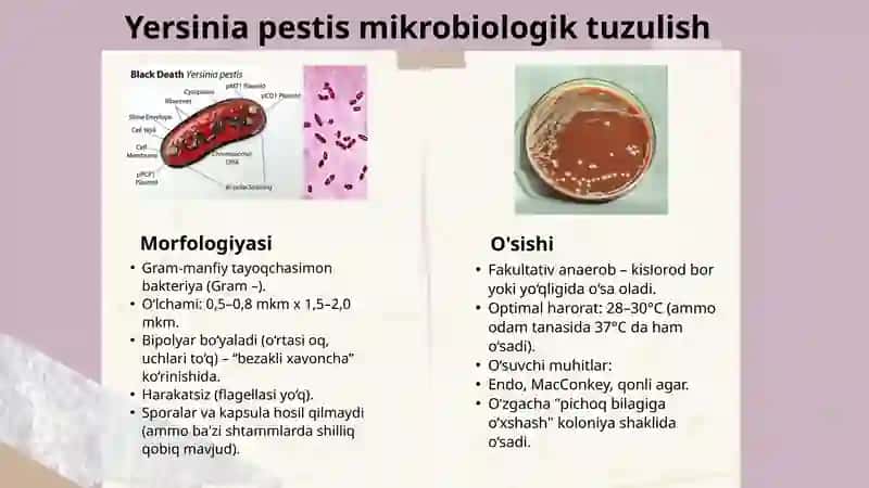 Yersenia pestis,Francisella tularensis Keltirib Chiqargan Kasaliklar Patogenezi 3