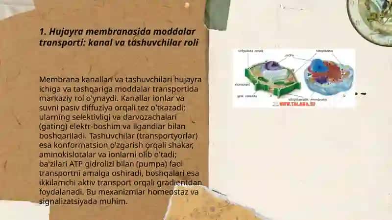 Hujayrada moddalar, energiya va malumotlar oqimi. Hujayra proliferatsiya muammolarning tibbiyotda roli 3