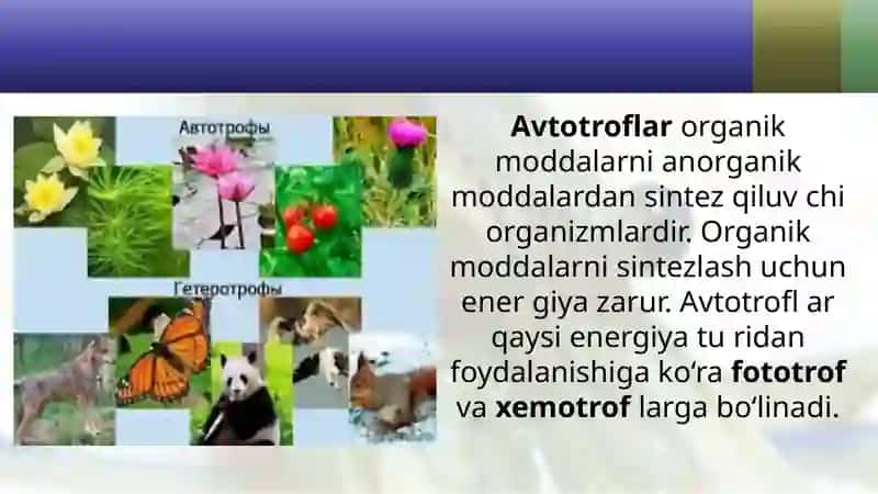 Tirik organizmlarning oziqlanishga ko‘ra turlari 3