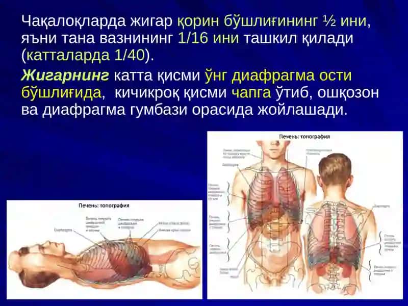 ЖИГАР, БИЛИАР ТИЗИМ ва ОШҚОЗОН ОСТИ БЕЗИ ЖАРРОҲЛИК АНАТОМИЯСИ 3