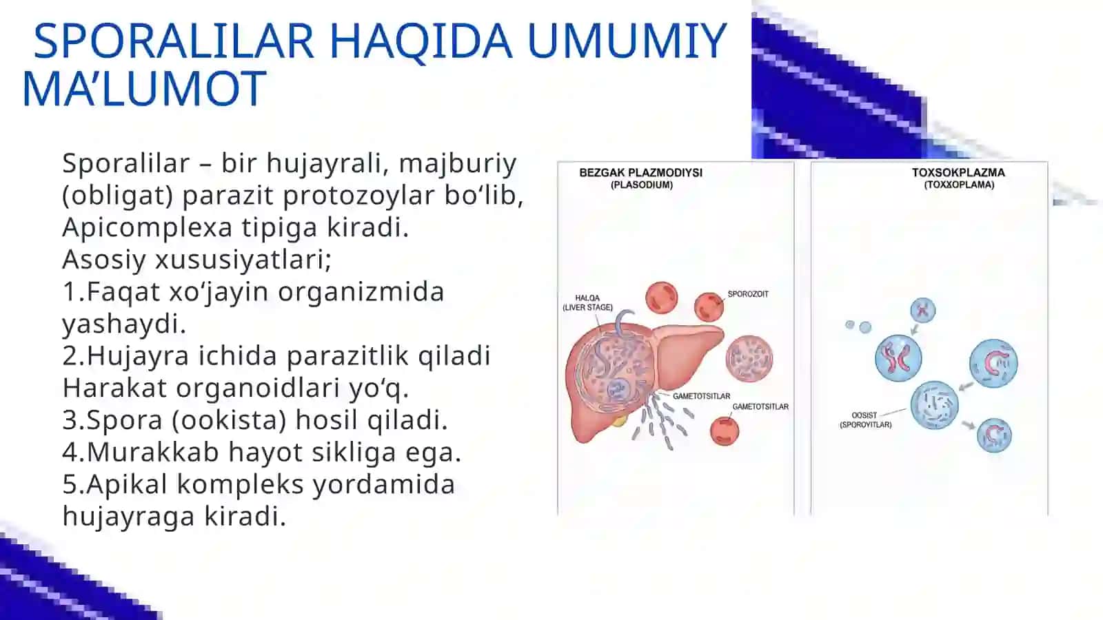 SPORALILAR-ODAM PARAZITlARI.BEZGAK QO'ZG'ATUVCHILARI VA TOKSOPLAZMA 3