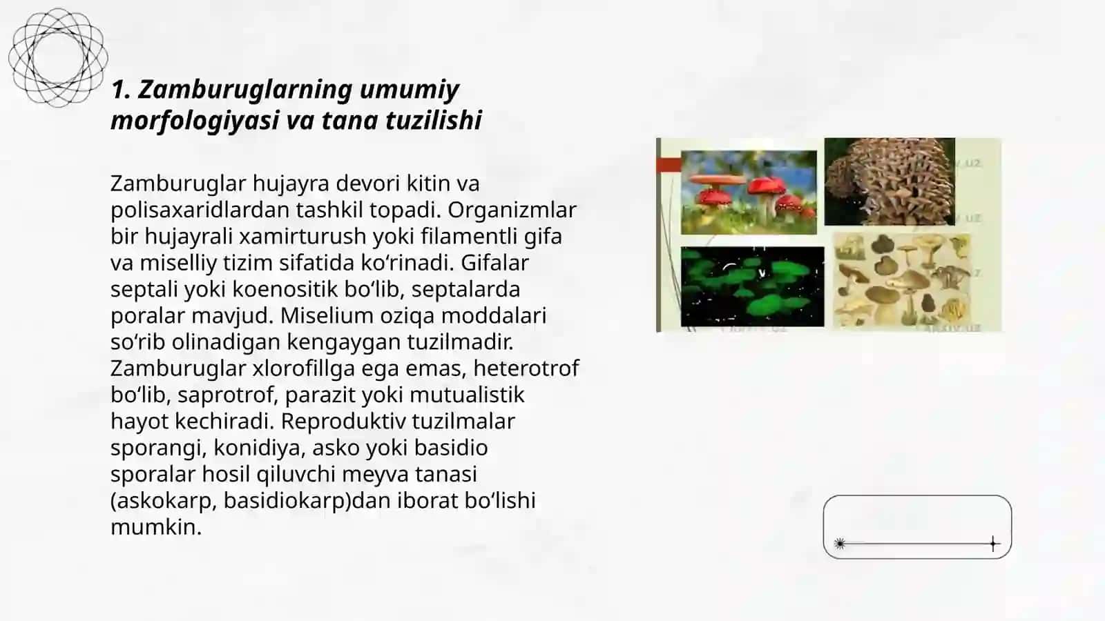Zamburuglar.Ularning morfologiyasi,strukturasi va oʻrganish usullari 3