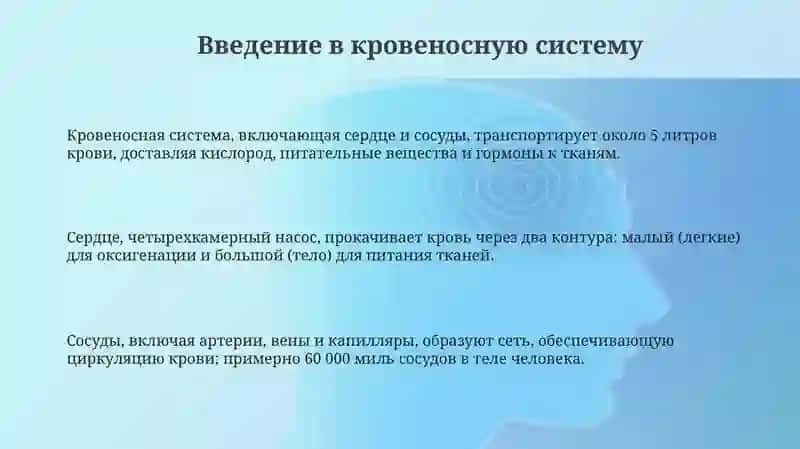 Система кровообращения 3