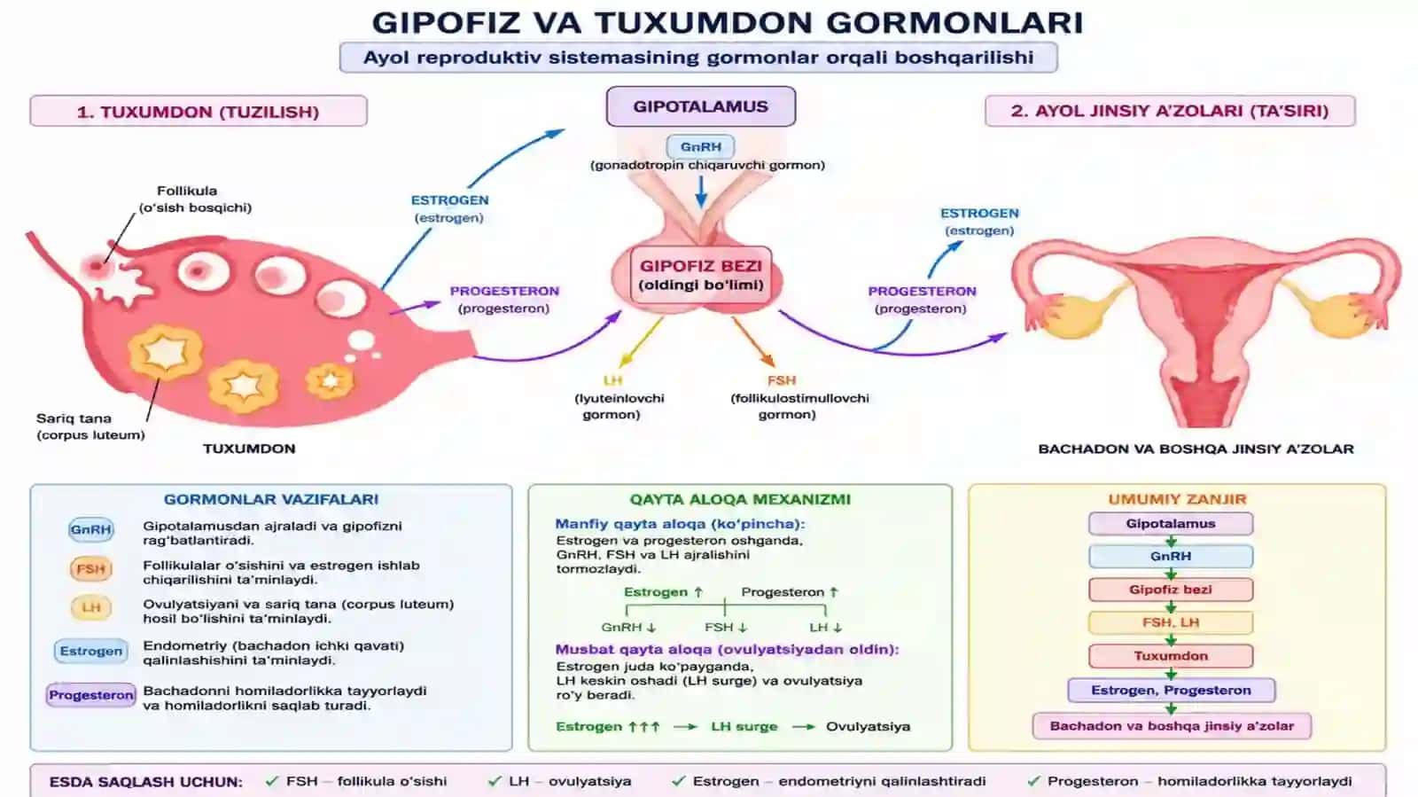Ayollar reproduktiv sistemasi patologikfiziologiyasi 3