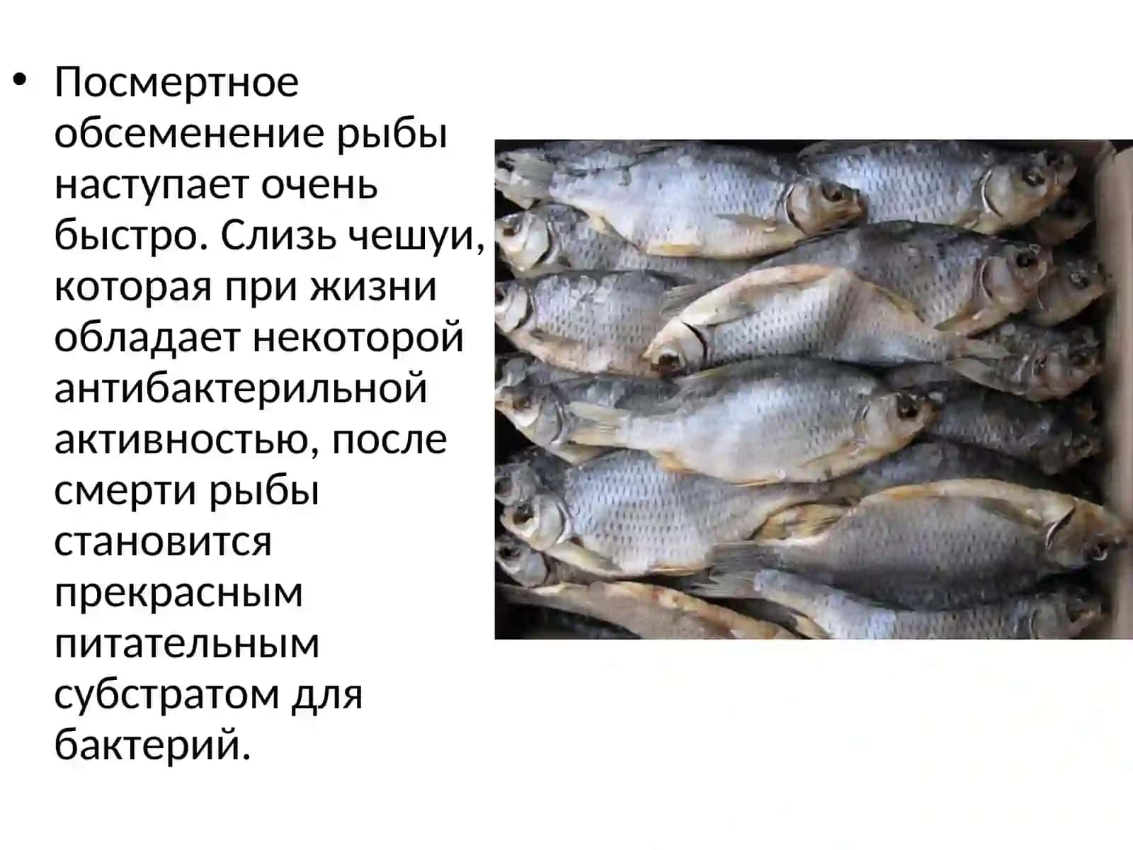 МИКРОФЛОРА РЫБЫ И ПРОДУКТОВ ИЗ РЫБЫ 3