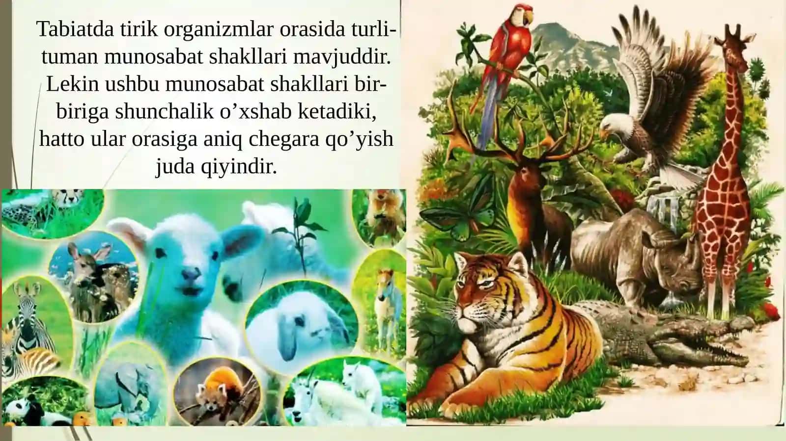 Tirik organizmlarning o’zaromunosabatlari va uning asosiy shakllari 3