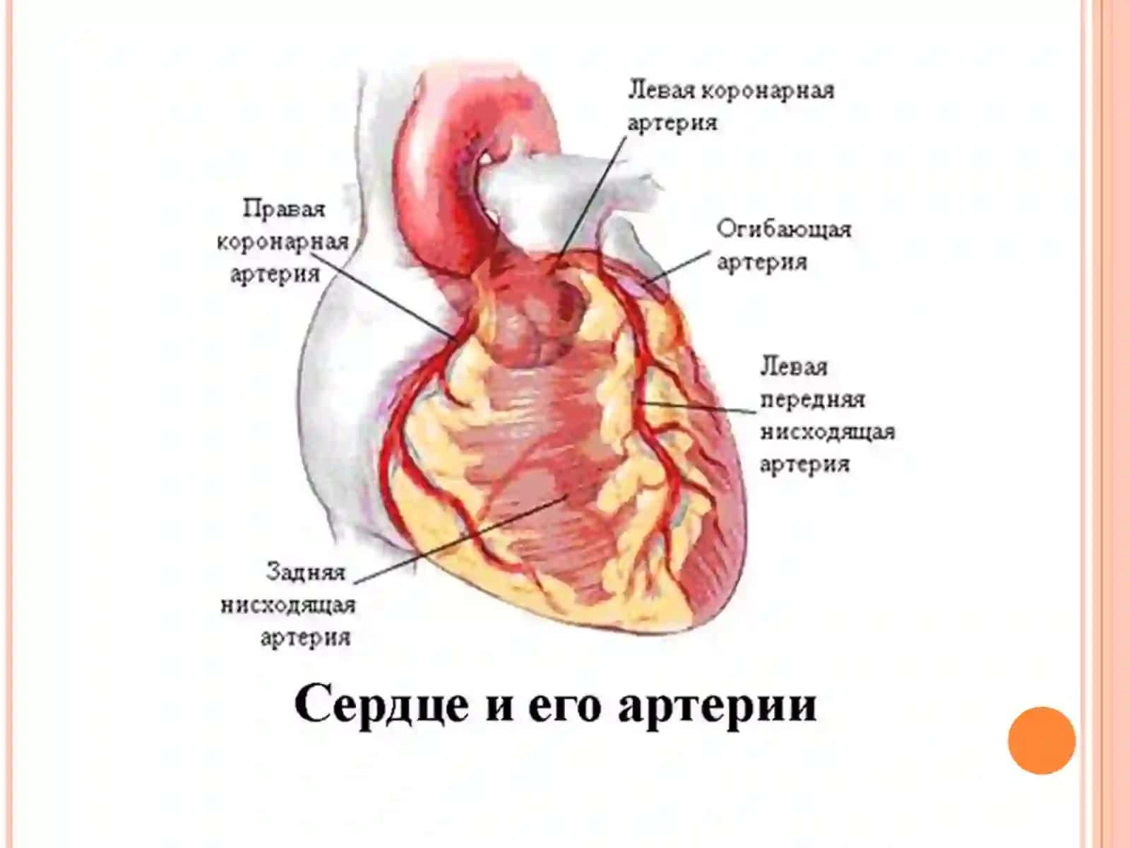 МАЪРУЗА:МИОКАРД ИНФАРКТИ 3