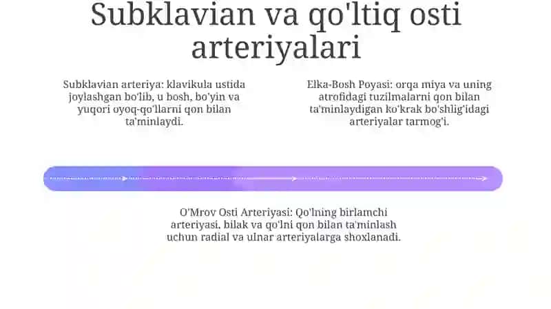 Elka-Bosh Poyasi, O'Mrov Osti Arteriyasi, Qo'Lning Qon Tomirlari 3