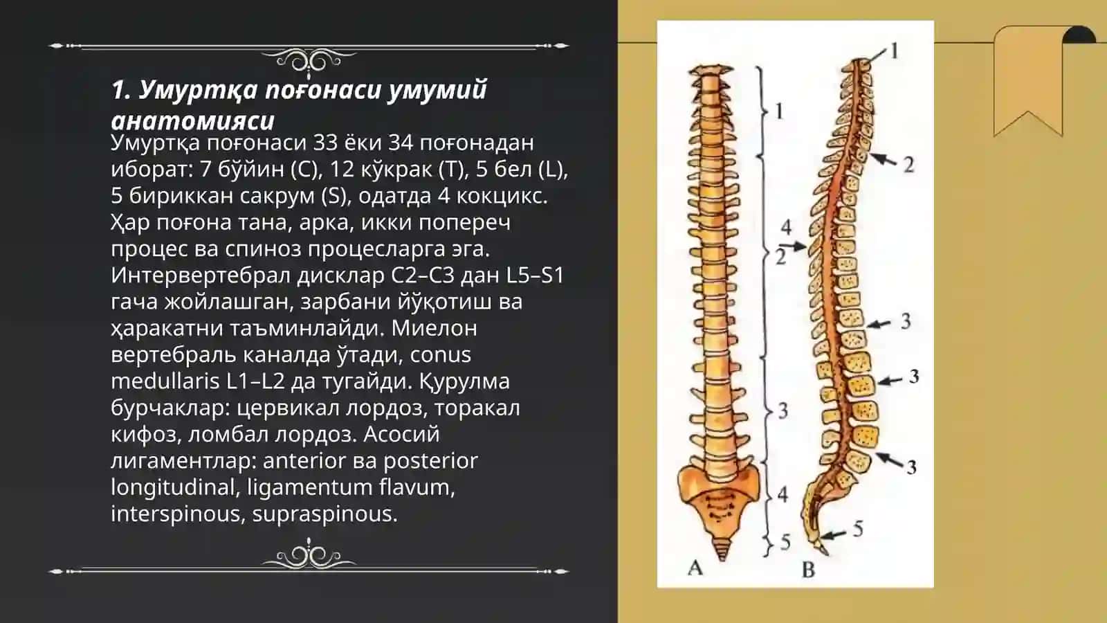 Умуртқа поғонаси анатомияси ва текшириш усуллари 3