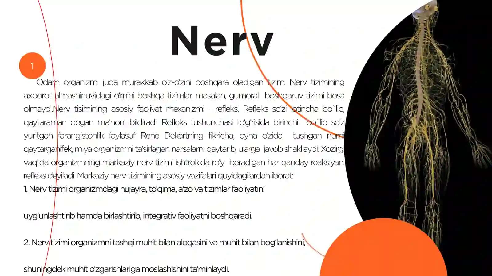 Markaziy nerv tuzilishi 3