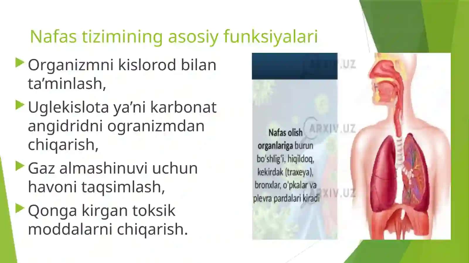 Traxeya, bronx va o‘pka ning anatomo-fiziologik xususiyatlari 3