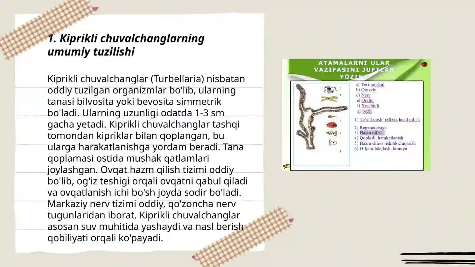 Kiprikli chuvalchanglarning morfologiyasi va ahamiyati 3