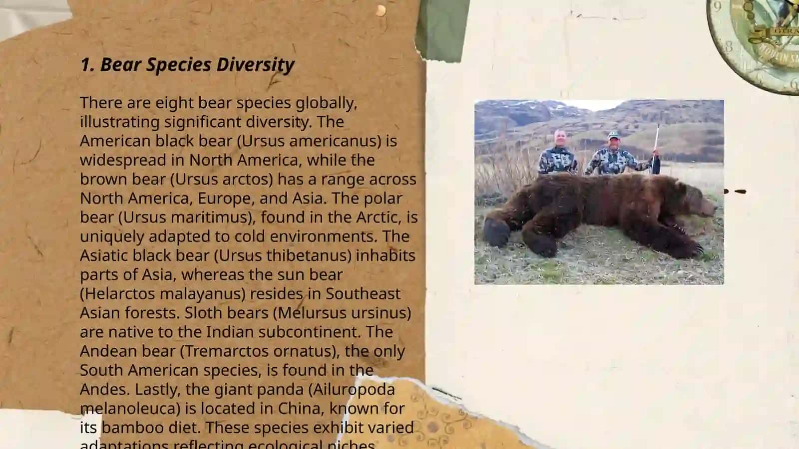 Bear Species Diversity 3