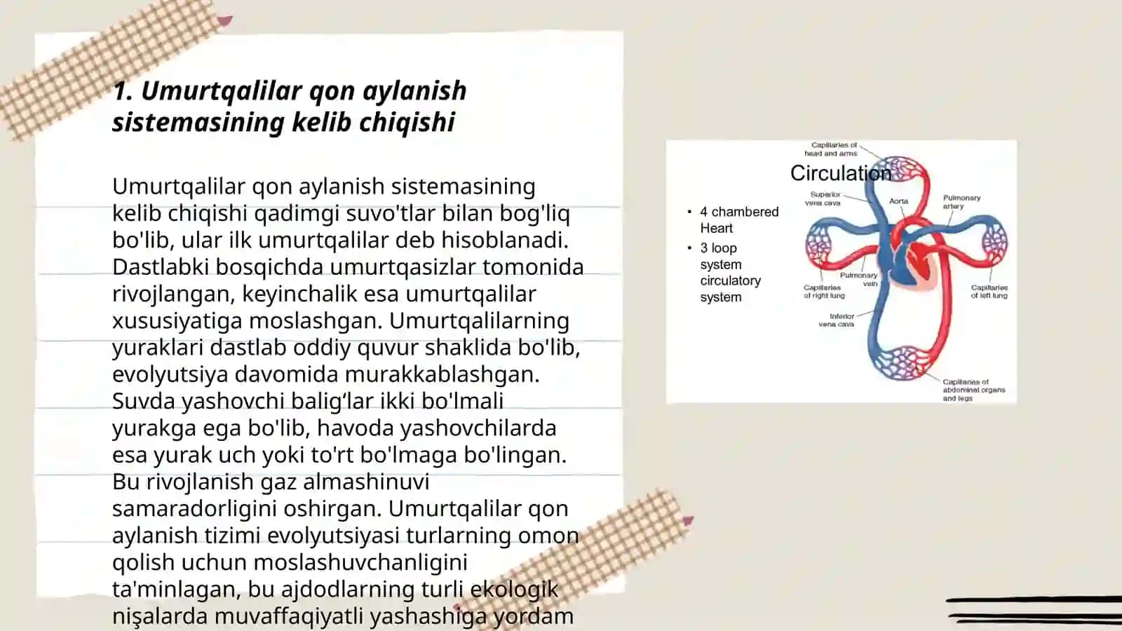 Umurtqalilar qon aylanish sistemasi filogenezi va anomaliyalari 3
