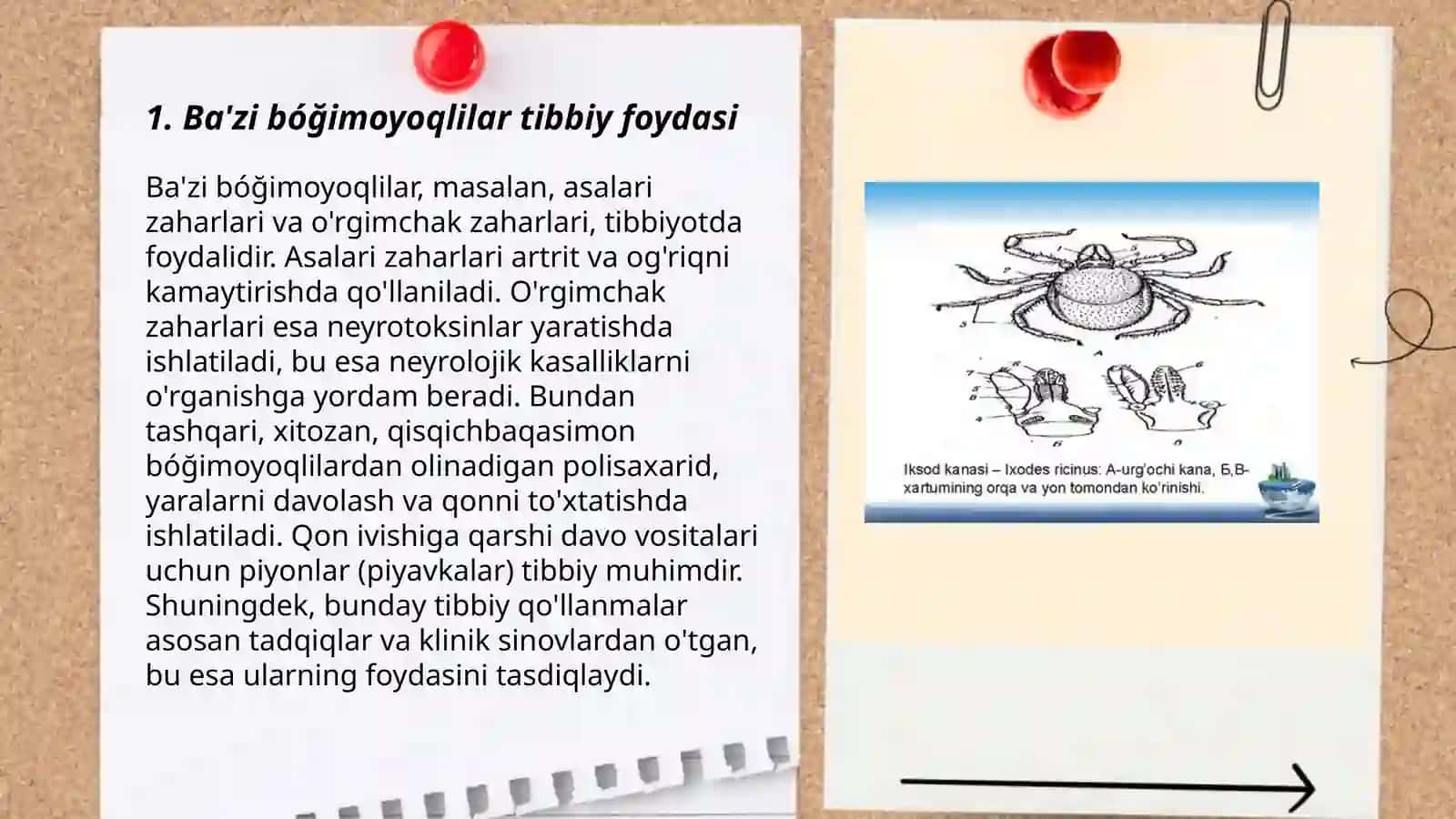 Ba'zi bóğimoyoqlilarning tibbiy ahamiyati 3