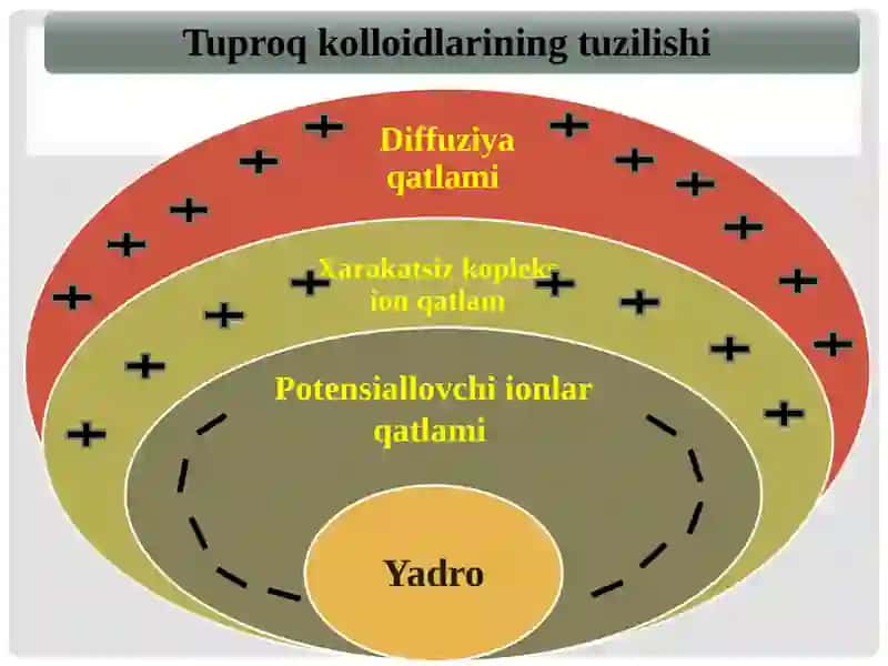 Тупроқ Кoллоидлари, Тупроқнинг Сингдириш Кобилияти, Тупроқ Унумдoрлиги 3