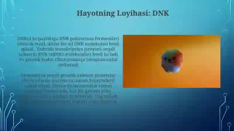 Hujayra yadrosi va irsiy axborotni uzatilishi mexanizimi 3