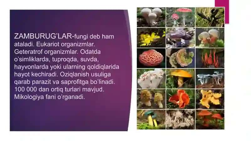 Zamburug'lar. Ularning morfologiyasi. Strukturasi va ularni o'rganish usullari. 3