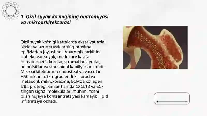 Qizil suyak ko'migi anatomiyasi va regenratsiyasi 3