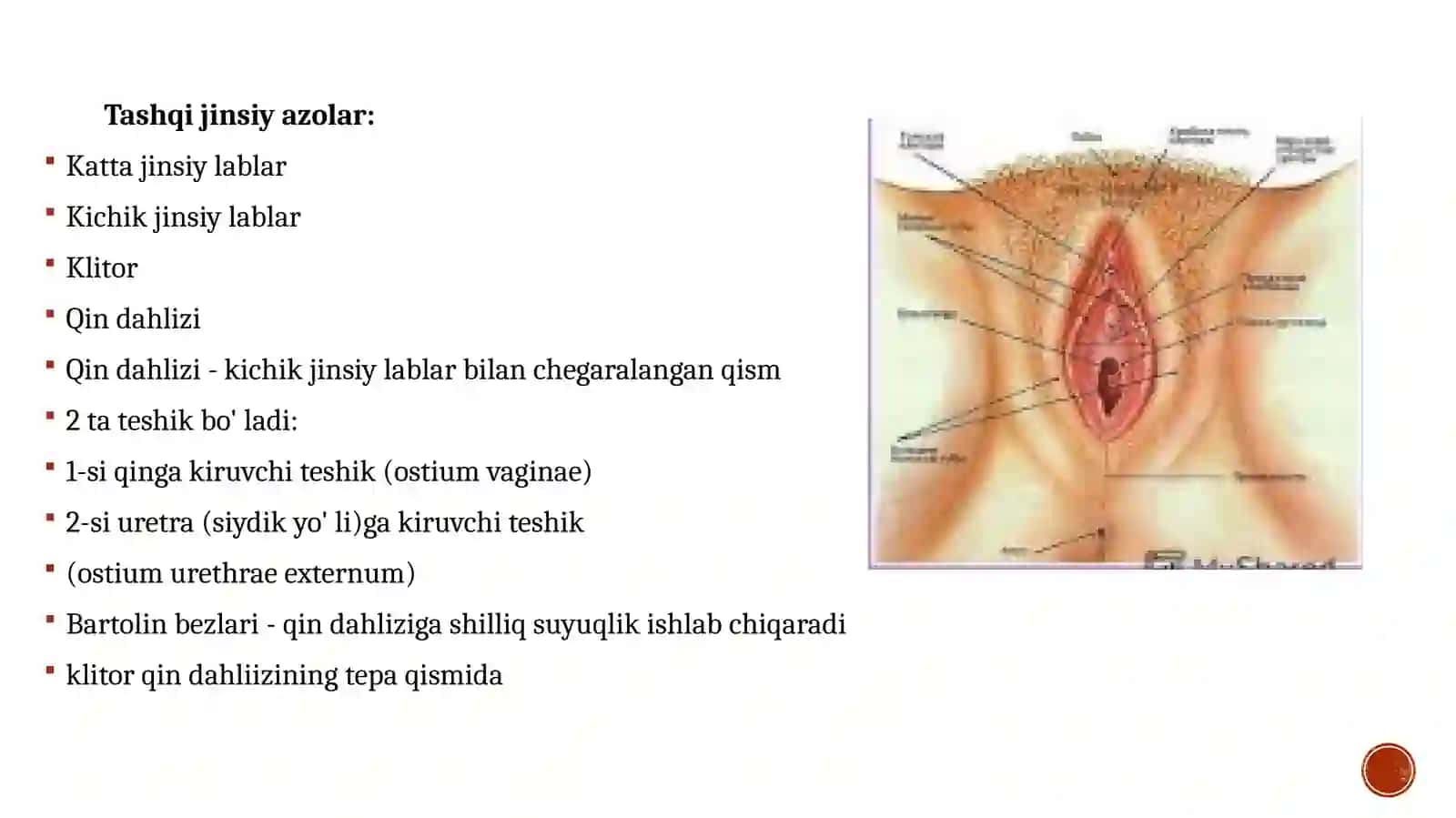 Ayollar jinsiya sistemasi anatomiyasi va fiziologiyasi 3
