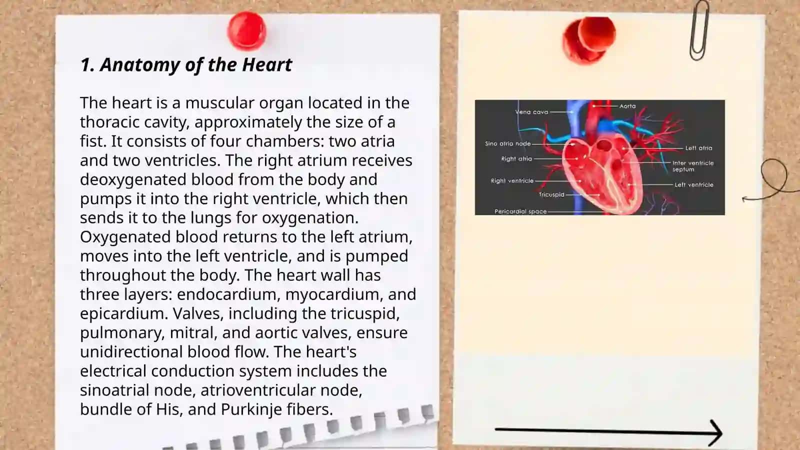 Heart and circulation 3