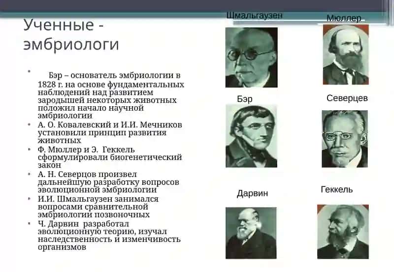 Онтогенез – это длительный и сложный процесс формирования организмов 3